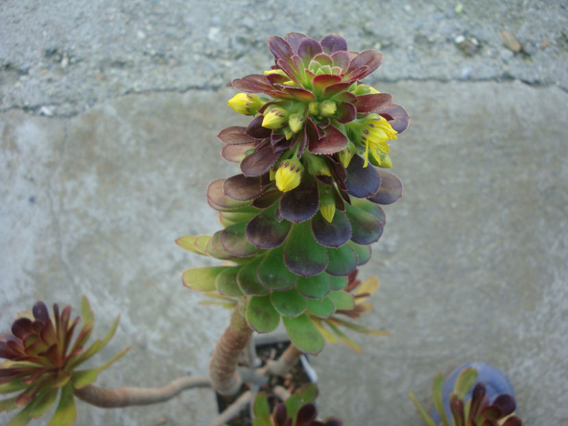 Aeonium arboreum cv. atropurpureum - Genul Aeonium