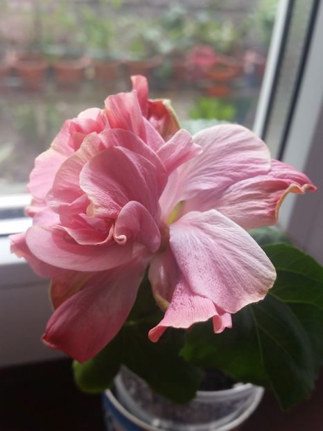 Tundearhead - Hibiscus 2018