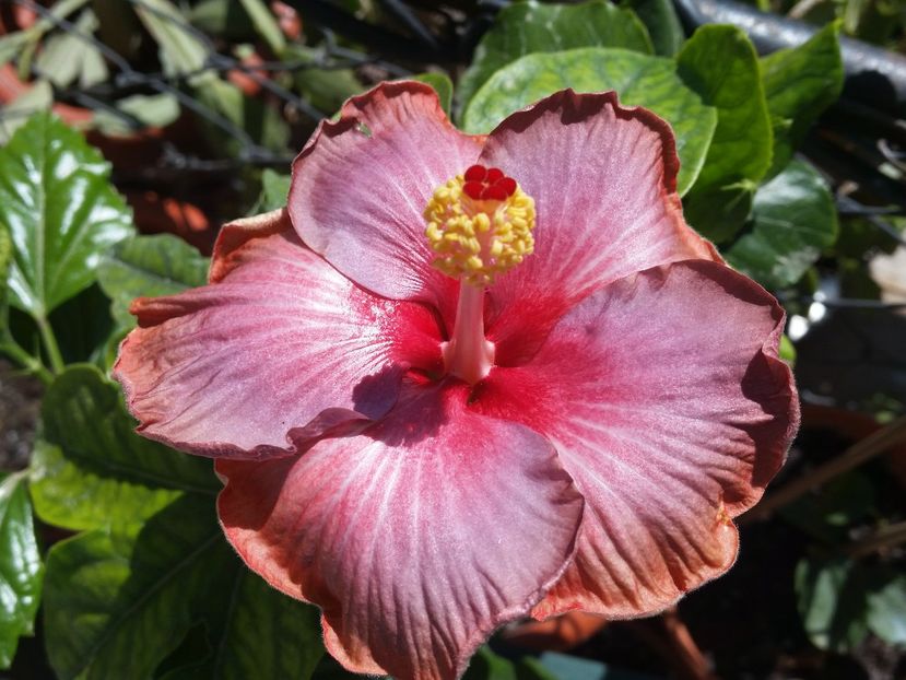 Adagio - Hibiscus 2018