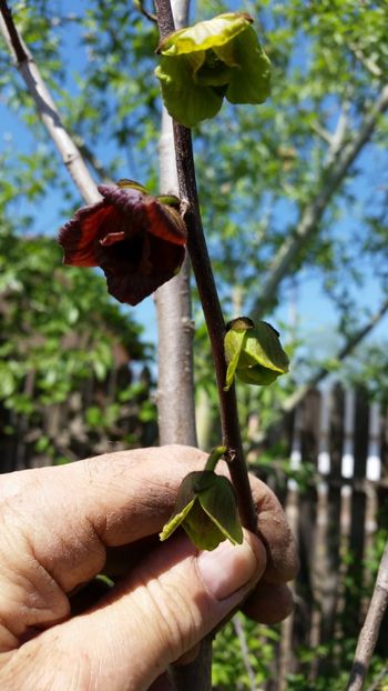 20.04 - arbori fructiferi 2018