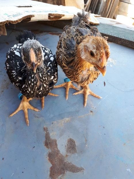 2 puci - Wyandotte argintiu