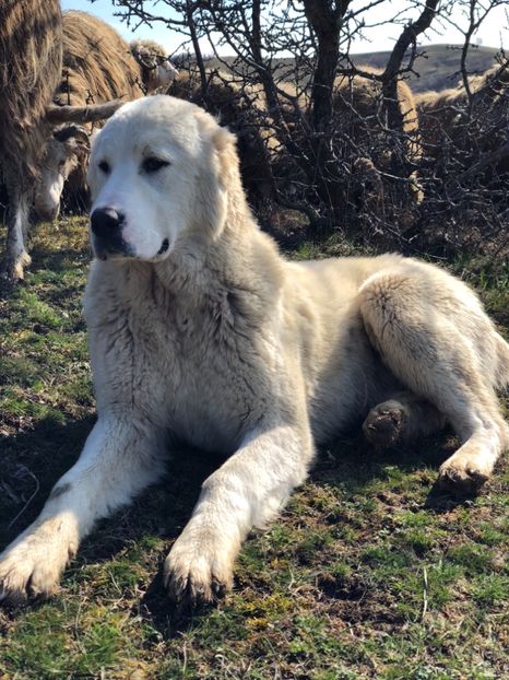 CC7DEC31-2D5E-4F54-A8EF-5DD79EE778BF - 1 Căței Asia Centrală 2017-2018