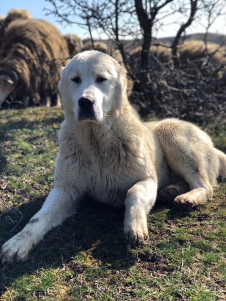 7B9B691C-6C22-49F0-8632-77C729F891D6 - 1 Căței Asia Centrală 2017-2018