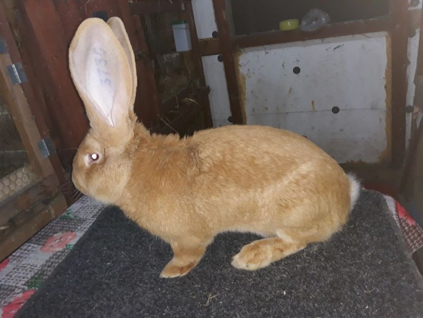 Mascul 96,5 Renninghoff Johannes - A-Achiziti Germania 2018