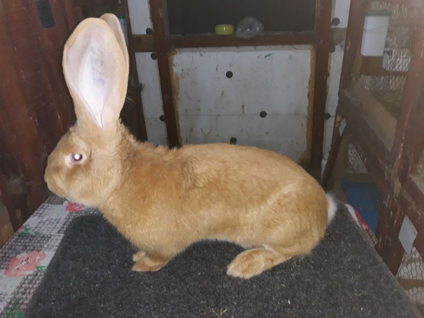  - A-Achiziti Germania 2018