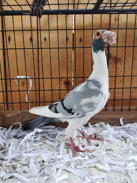  - MATCA MASCULI 2018