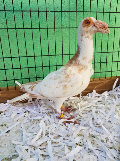 20180419_172659(0) - MATCA MASCULI 2018