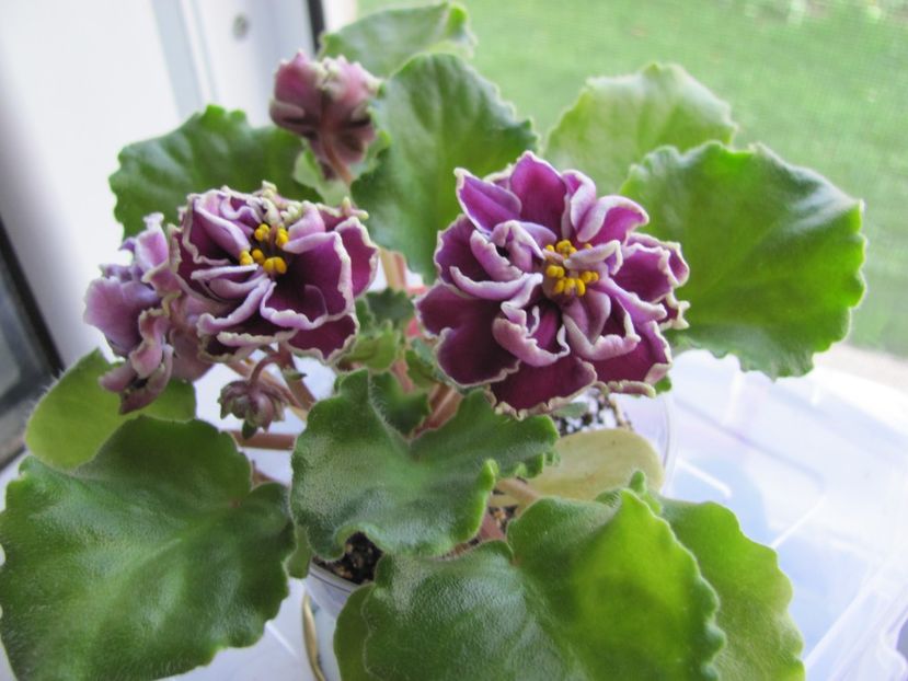  - ZZZZZLE Chateau Brion