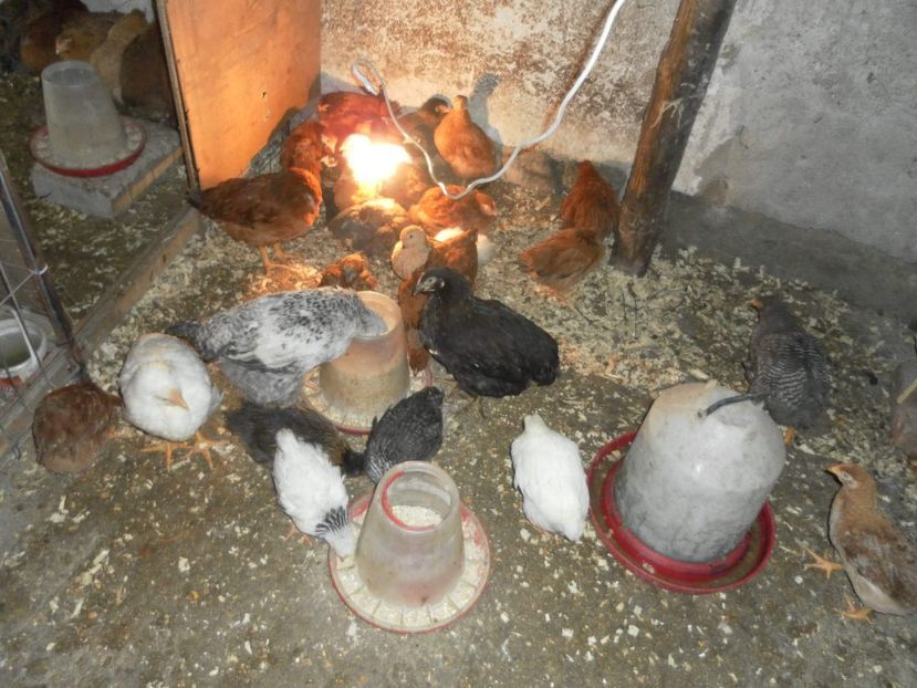 received_1467127473410586 - A Puisori 2018