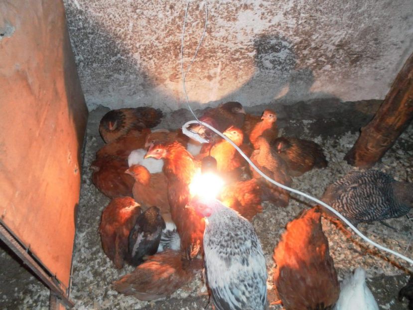 received_1467127206743946 - A Puisori 2018