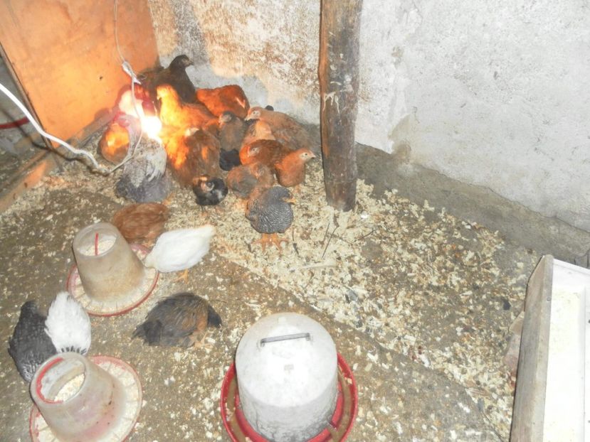 received_1467126780077322 - A Puisori 2018