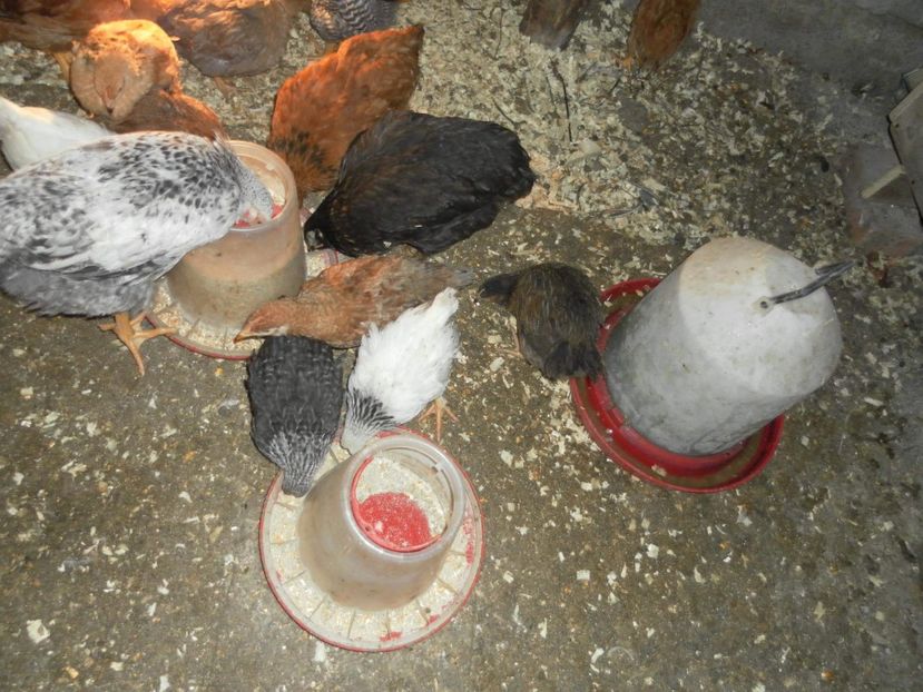 received_1467127226743944 - A Puisori 2018