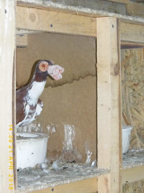 1-0..LA DATORIE - INSTANTANEE KARRIER