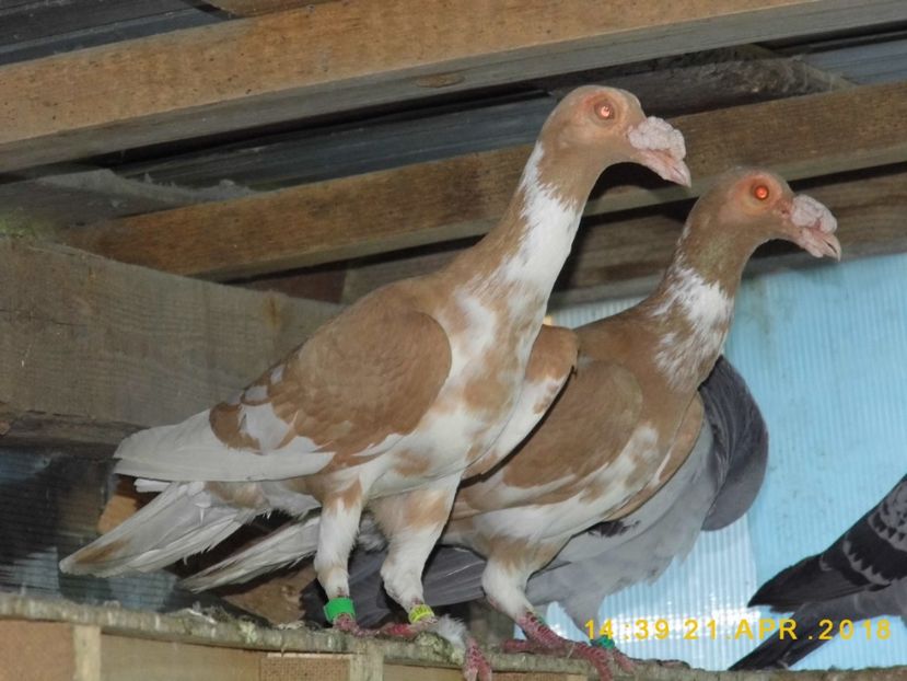 PERECHE 2017..BALTATI. - INSTANTANEE KARRIER