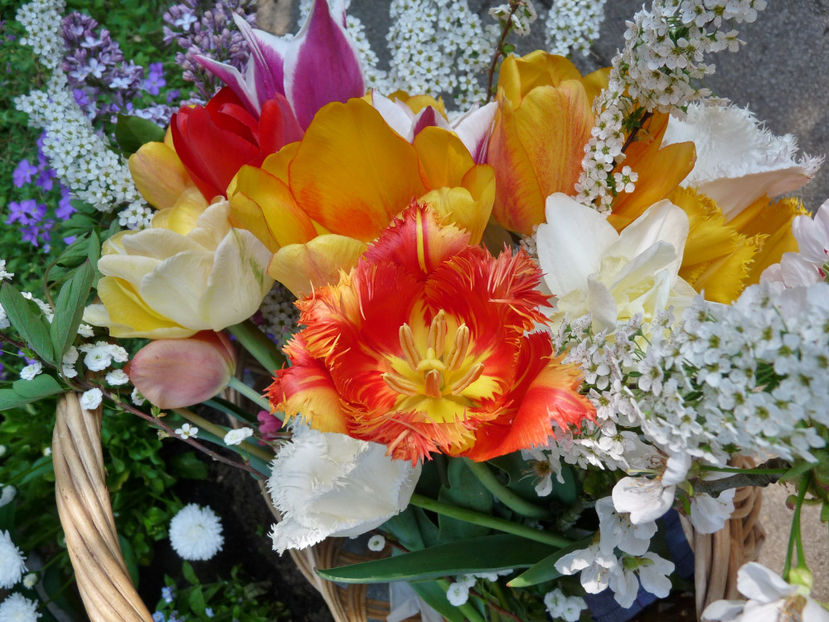  - 2018 - 01 - Primavara