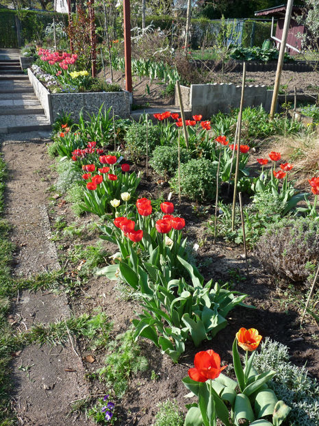  - 2018 - 01 - Primavara