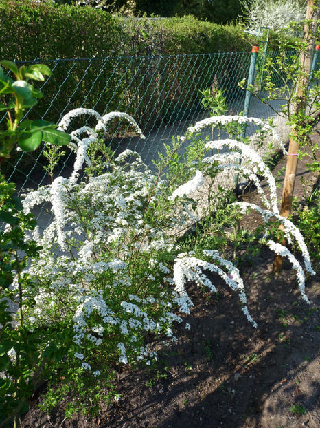  - 2018 - 01 - Primavara