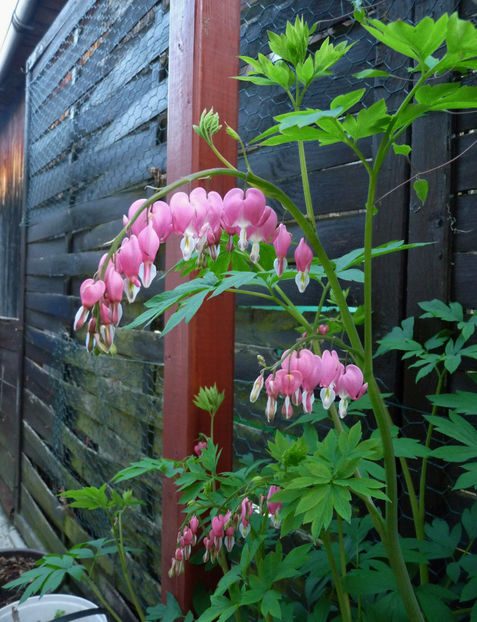  - 2018 - 01 - Primavara