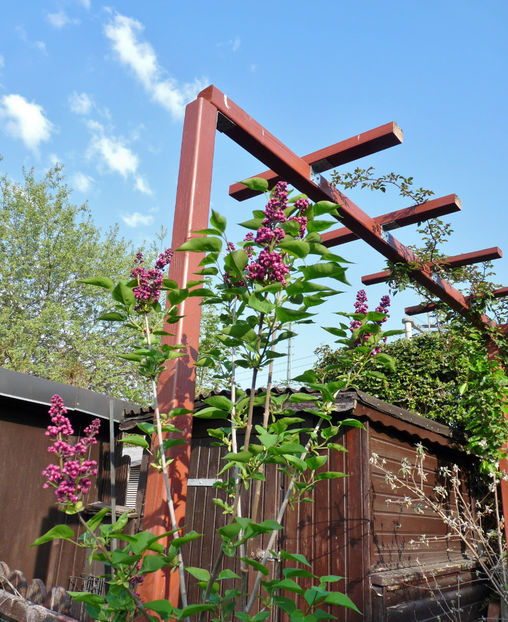  - 2018 - 01 - Primavara