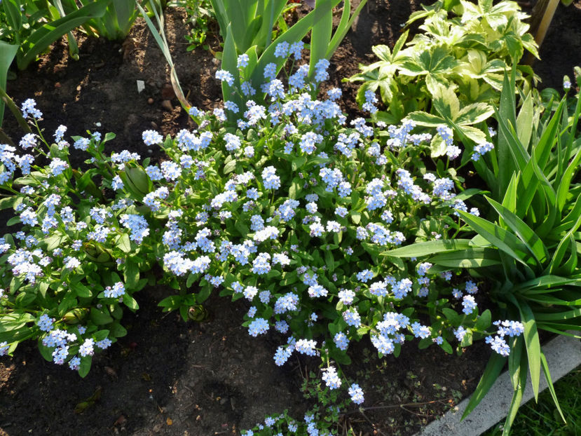  - 2018 - 01 - Primavara