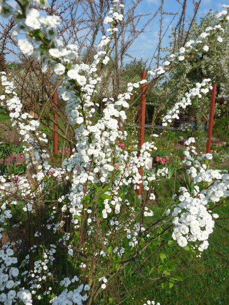  - 2018 - 01 - Primavara