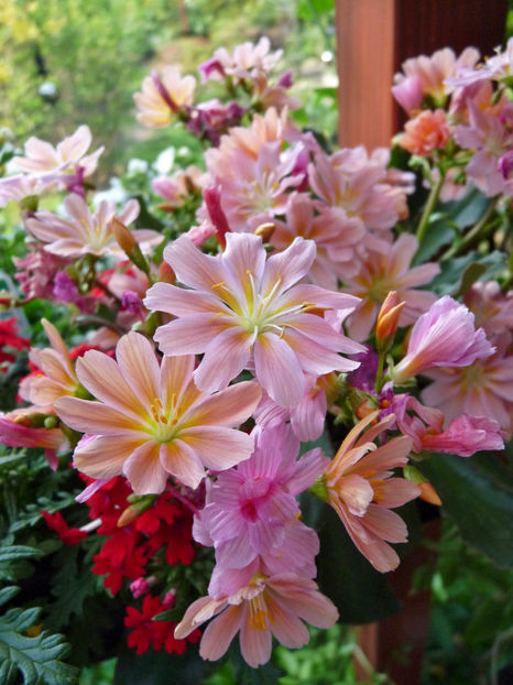  - 2018 - 01 - Primavara