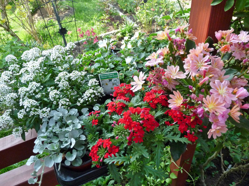  - 2018 - 01 - Primavara