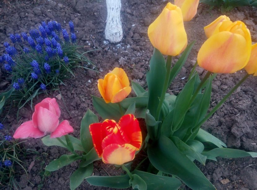 ²2 aprilie - gradina 2018