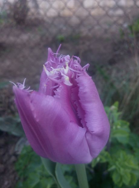 22 aprilie - gradina 2018