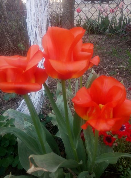 22 aprilie - gradina 2018