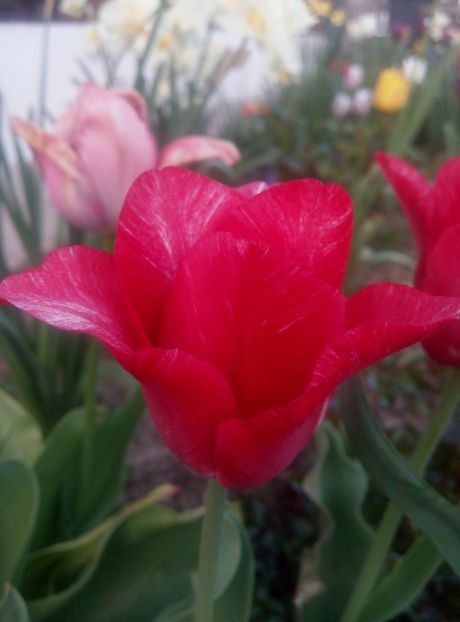 22 aprilie - gradina 2018
