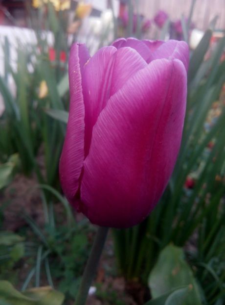 22 aprilie - gradina 2018
