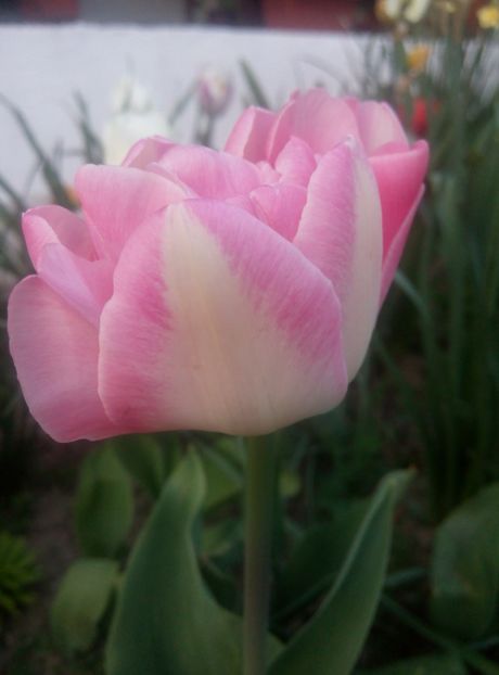 22 aprilie - gradina 2018