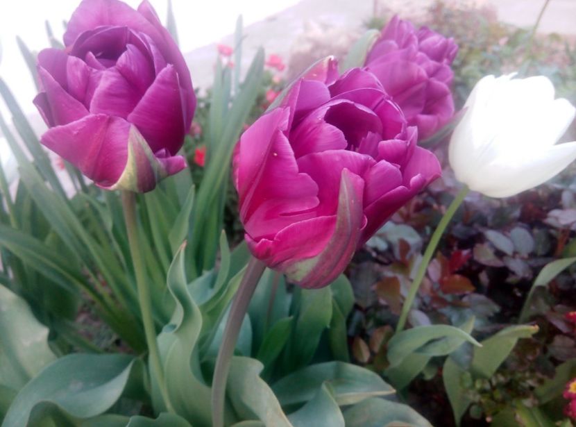 22 aprilie - gradina 2018