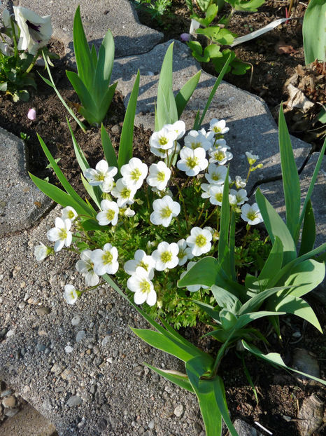  - 2018 - 01 - Primavara