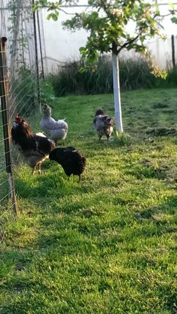 received_2089917324624969 - vanzari