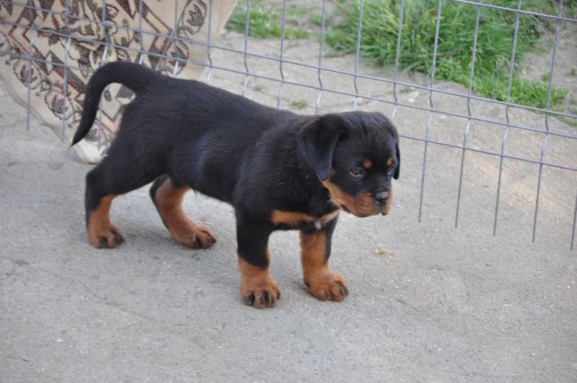  - Rottweiler 22 04 2018