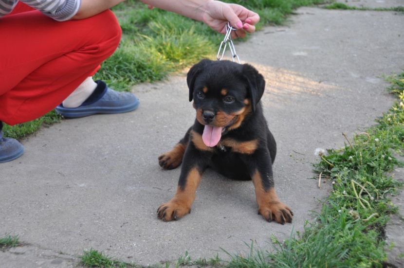  - Rottweiler 22 04 2018