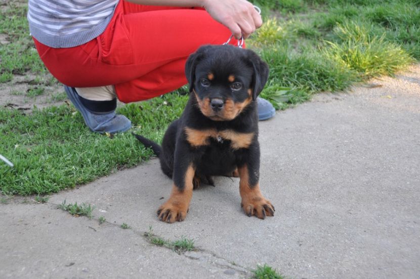  - Rottweiler 22 04 2018