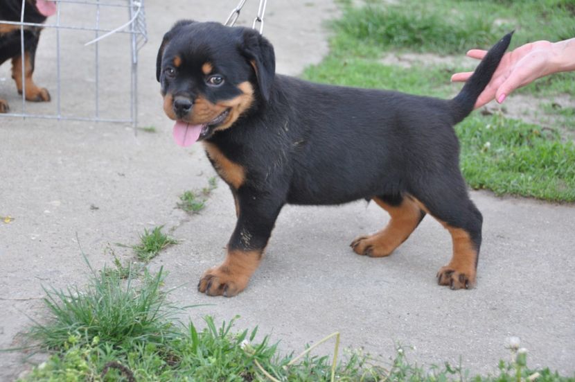  - Rottweiler 22 04 2018