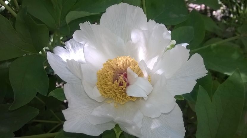 21.04.2018, Krinkled White - Bujori