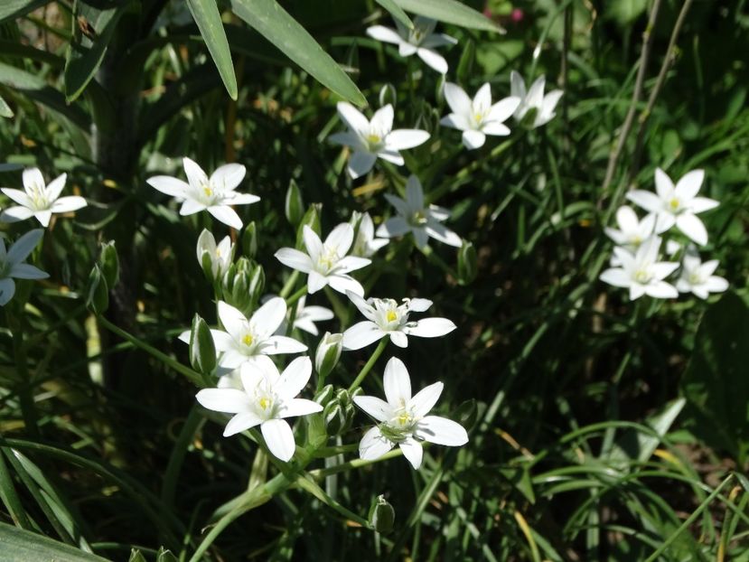  - Plante in gradina 2018