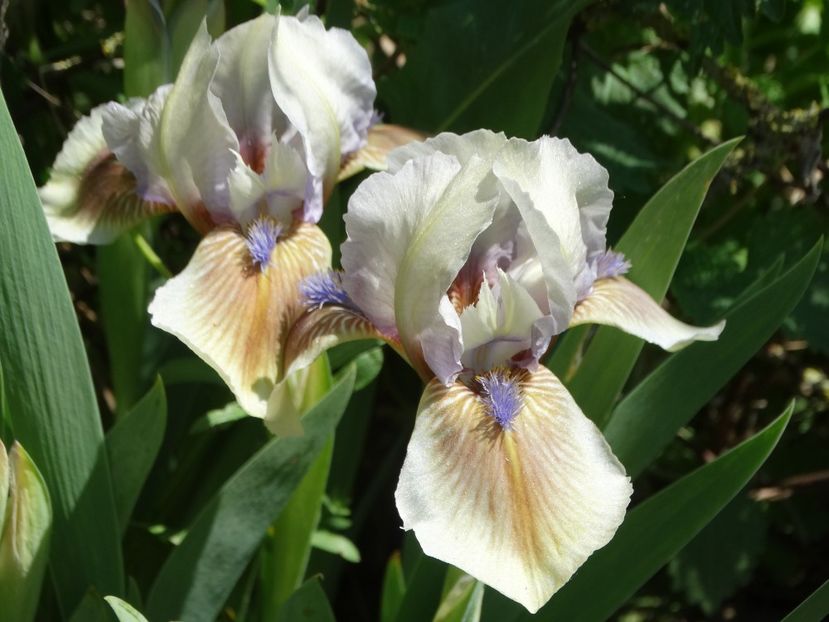  - Irisi 2015-2016-2017-2018