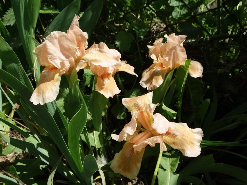  - Irisi 2015-2016-2017-2018