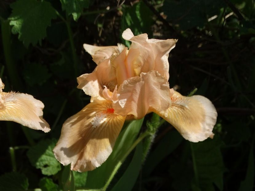  - Irisi 2015-2016-2017-2018