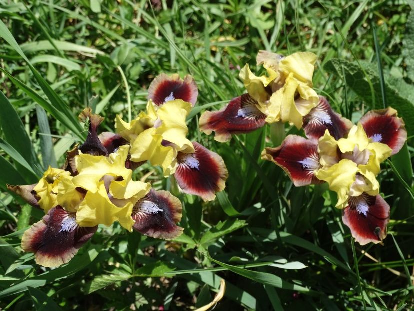  - Irisi 2015-2016-2017-2018