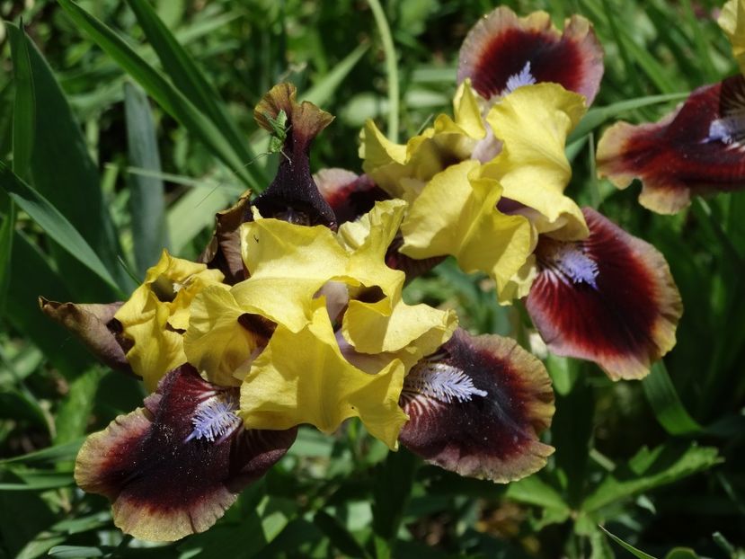  - Irisi 2015-2016-2017-2018