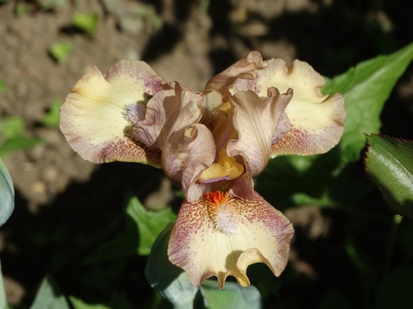  - Irisi 2015-2016-2017-2018