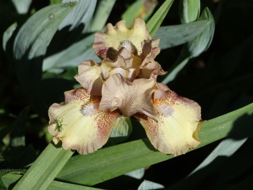  - Irisi 2015-2016-2017-2018