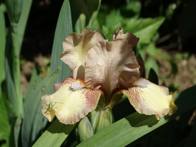  - Irisi 2015-2016-2017-2018